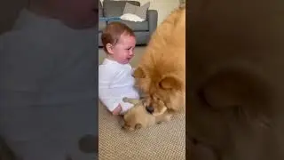 Mama Dog brings her puppy to comfort crying baby! ❤️