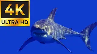 4K Ultra-HD Shark Aquarium Stock Video Footage | Royalty-Free Stock Footage | Ocean Wildlife