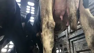Lactating Mothers Arrive at Toronto Slaughterhouse