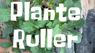 Planteruller. Omplantning af palmek&aring;l. Over 300 &ldquo;ompotninger&rdquo; p&aring; 20 min.