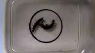 Earwig battle