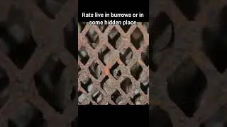 Rats live in burrows or in some hidden place.#youtubeshorts #viral #shorts