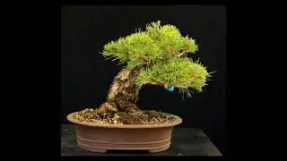 Bonsai Japanese Privet #7