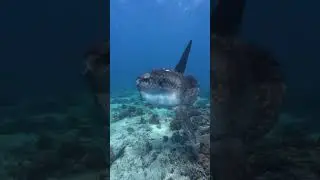 MOLA MOLA snorkelling in Gili T #gilitrawangan #travel #southeastasia #snorkeling #freediving