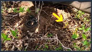 Missouri Snake Hunting - Herping for Pit Vipers!