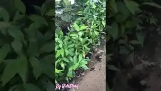 Bibit Kayu Manis Berkualitas   #bibit #kayumanis #bibitunggul #petanimuda #obat #rempah #shorts