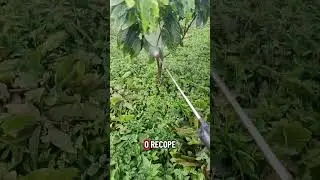 recop depois da poda