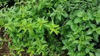 Spring Home Garden Tour 2020: Planting Fruit Tree Guilds and using Grey Water