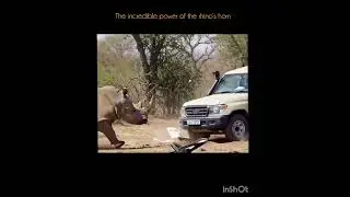 #toonimals           The incredible power of the rhino&rsquo;s horn  قدرت باور نکردنی شاخ کرگدن
