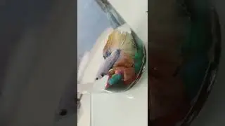 fighter fish white tile