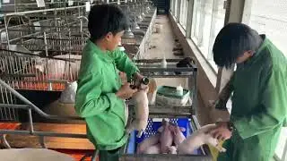 Take care of mother pig and baby piglets #piggy #sow give birth #guineapighome