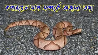 কপারহেড সাপ সম্পর্কে অজানা তথ্য | Unknown Facts of Copperhead Snake