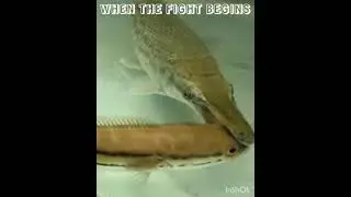 toman fish when the fight ends😎|#edit#inshot#shorts#toman##monsterfish