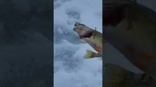 Perch on the ice! #fishing #icefishing #perch #outdoors ##huntgathersurvive #winter