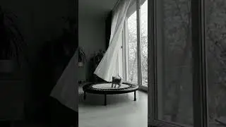 The World is Chaos Outside, But This Kitten is Living His Best Life  #Storm #cctv #cat #shorts