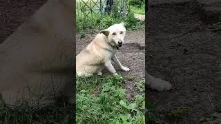 Ника беременна, Малыш, Рекс, Кисуля и Крысюк