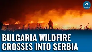 Massive Wildfire Ravages Bulgaria-Serbia Border | Rani Lug Village Destroyed