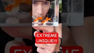 ANOMALI GUPPY