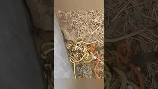 А вы боитесь змей? 😱 Напишите свой самый большой страх! 👀🤯