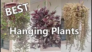 Best Hanging Plants in Philippine Weather (LOWLAND)