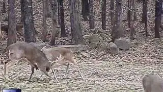 Two Monster Bucks in an epic battle