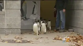 Unseasonably Mild Temperatures Means No Penguin Parade At Zoo