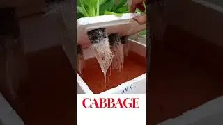 65. Cabbage At Home Gerden  #cabbage #homegarden #agriculture #shorts #viralvideo #farming #funny