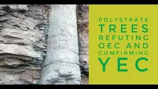 Polystrate Fossils, Evidence for Noah's Flood