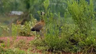 WHITE-FACED WHISTLING-DUCK Taking care of the partner around the nest (DENDROCYGNA VIDUATA), IRER&Ecirc;.