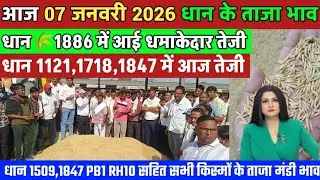 आज 07 जनवरी 2026 धान के ताजा भाव| मप्र में धान 1886 में आई धामकेदार तेजी|धान 1121,1718,1885 हुआ तेज,