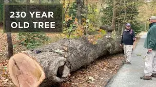 A 230-year-old Tree Falls at Mount Vernon