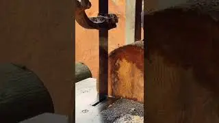 Sawing Century-Old Kapok Wood