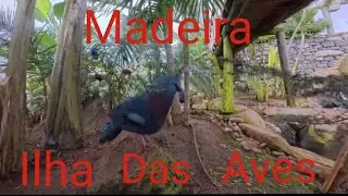 Madeira island, Ilha das Aves!!