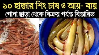 দশ হাজার শিং চাষে ব্যয় ও আয় || শিং মাছ চাষ পদ্ধতি / Catfish farming // বংশীএগ্রো
