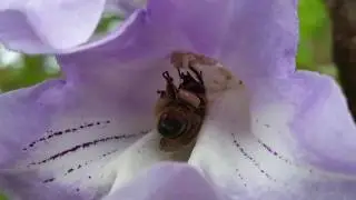 The Garden Pot Workshop - Rare Plant Collection 2018