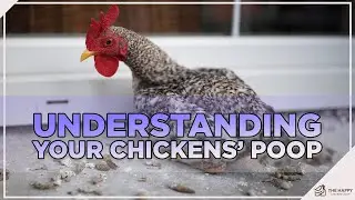Watch Out For This! Different Types Of Chickens&rsquo; Poop