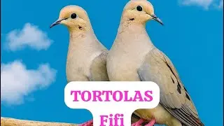 Pareja de TORTOLAS fifi o rabiches 