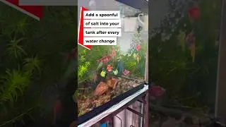 How to Keep Your Tank Healthy with Aquarium Salt Water Conditioner