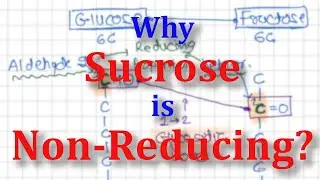 Why Is Sucrose a Non-Reducing Sugar? | Biochemistry