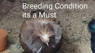 Breeding Condition