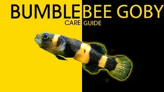 Careguide: Bumblebee Goby