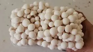 White Beech mushroom or Hon-Shimeji | Shimeji Mushroom | Mushroom Recipe