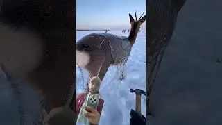 Deer Frozen in Ice After Storm&hellip; Then This Happens 🦌❄️