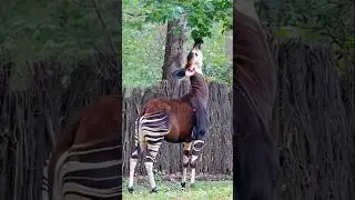 This Is NOT a Zebra! Africa&rsquo;s Most Mysterious Animal | Okapi #wildlife