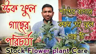 স্টক ফুল গাছের পরিচর্যা | Stock flower plant care.