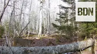 2 bobcats prowl the Maine coast