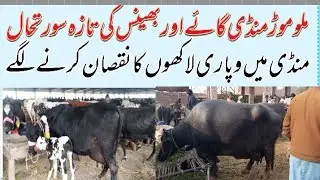 Today Malu Mor Mandi .Cow Rate Buffalo Rate Fresh Rate Update Malu Mor Mandi 