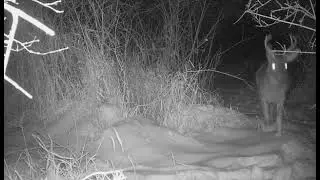 Forked Buck - Marsh Behind House - 12/15/2025 - 7:07am