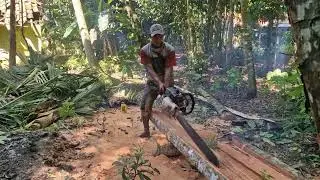EFFORTLESS TRICK! CUTTING COCONUT WOOD WITH A MODERN HAND SAW - Agriculture Farming