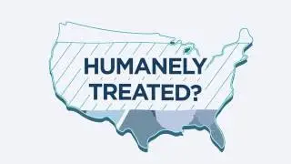 How Do We Close the Animal Ag Gap to Build Trust? The Center for Food Integrity